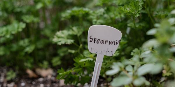 Herb garden